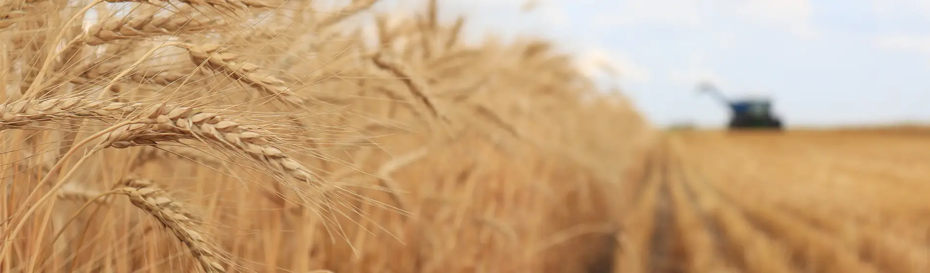 Wheat field with combine in the background