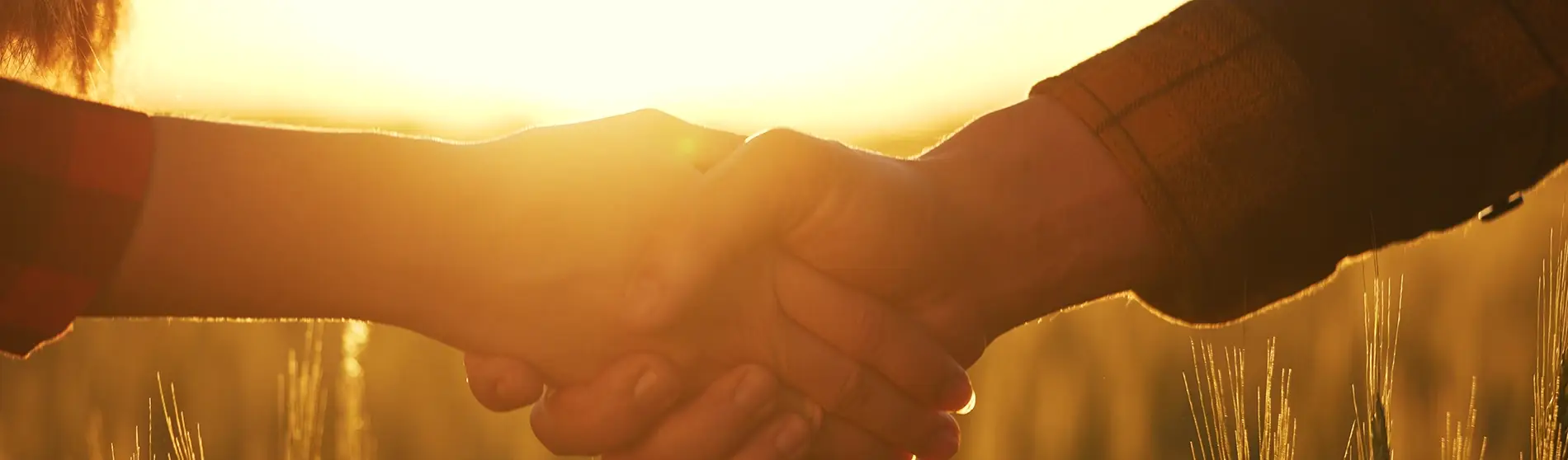 Wheat field with people shaking hands