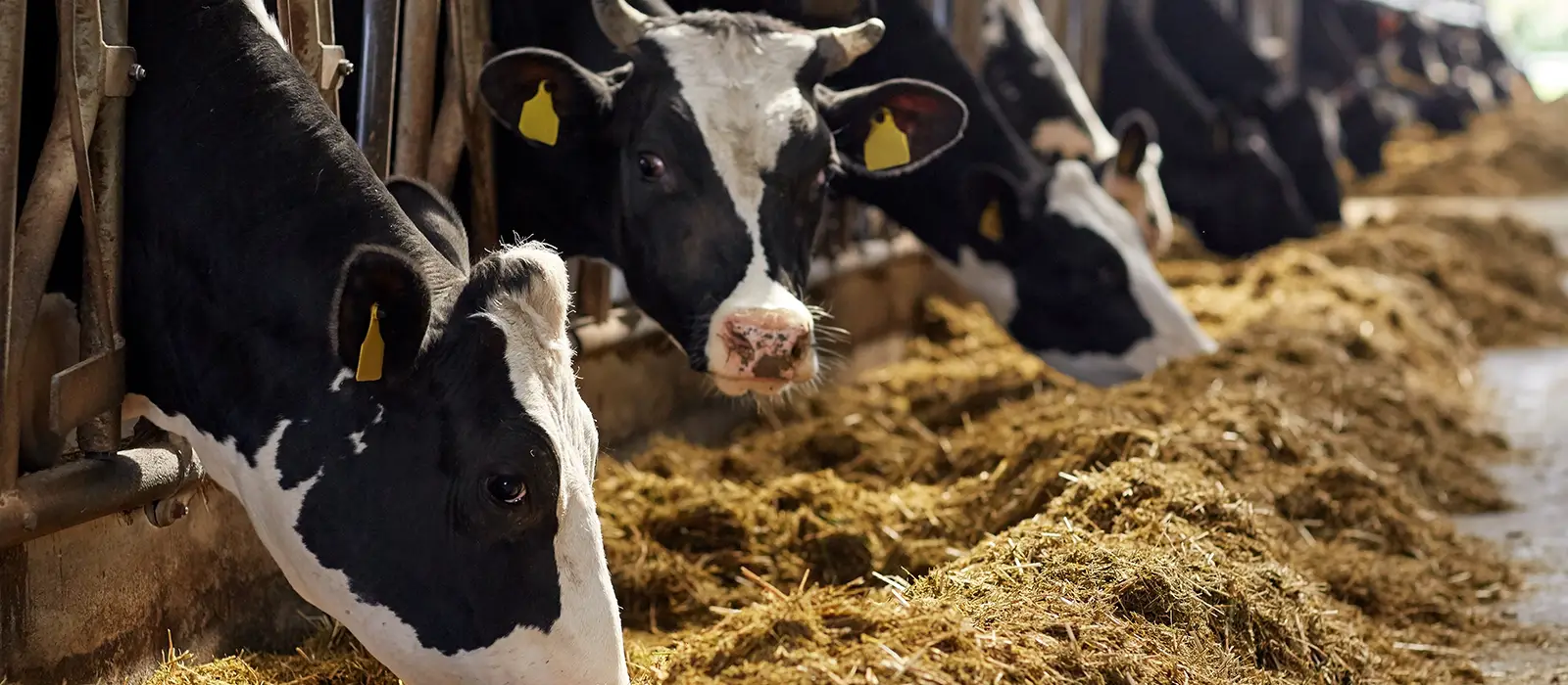 Herd of cows eating hay in cowshed on dairy farm.