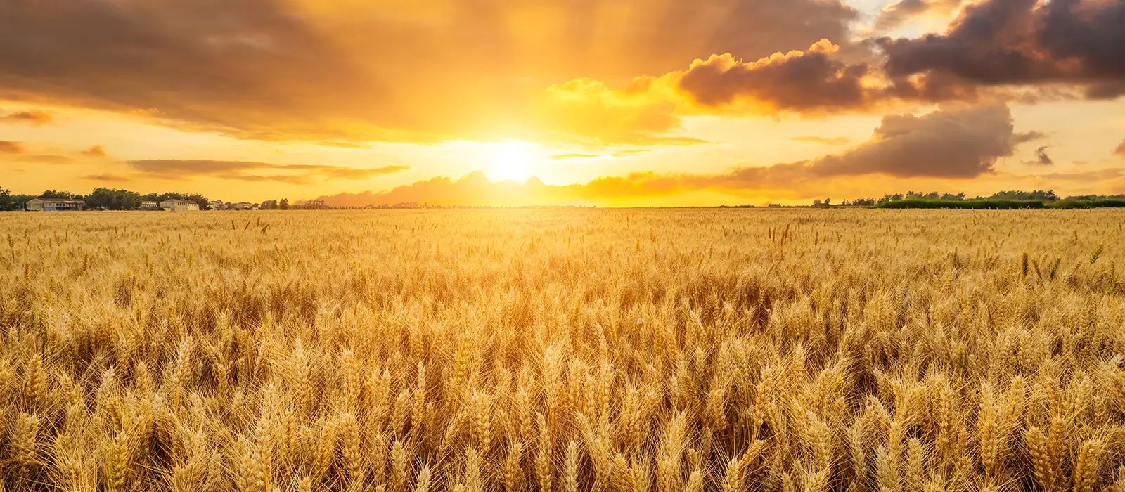 Ripe wheat fields natural landscape at sunset farm harvest season