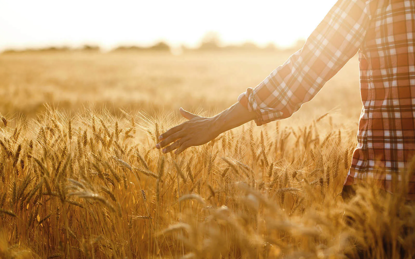 Close up of a persons hand walking through a wheat field