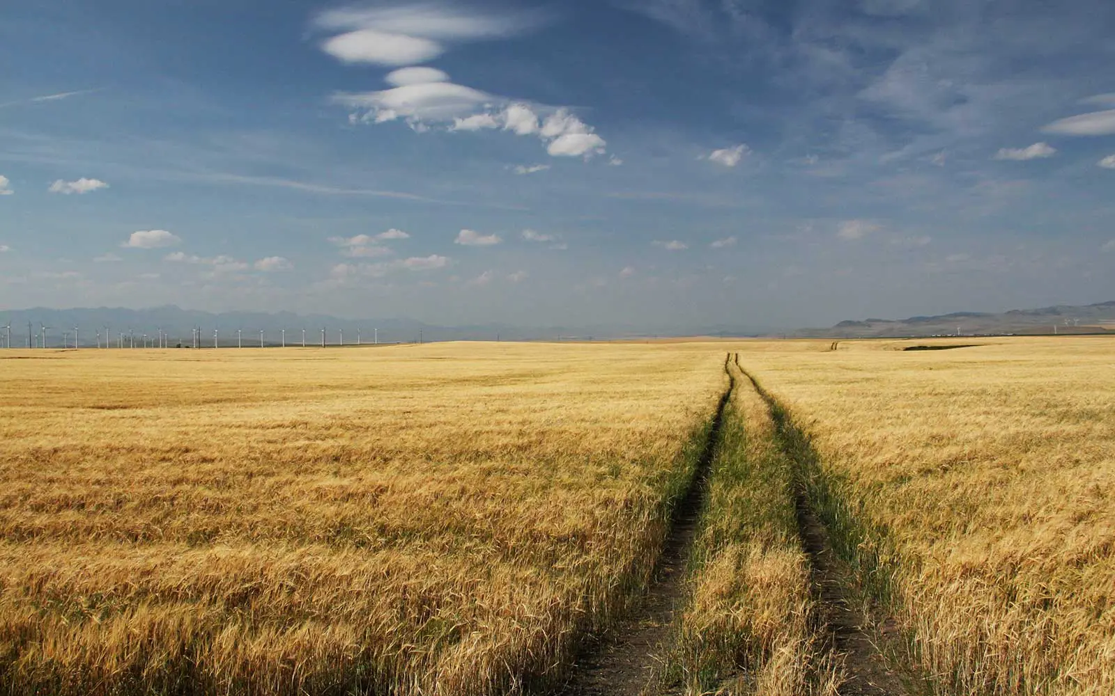 A wheat field