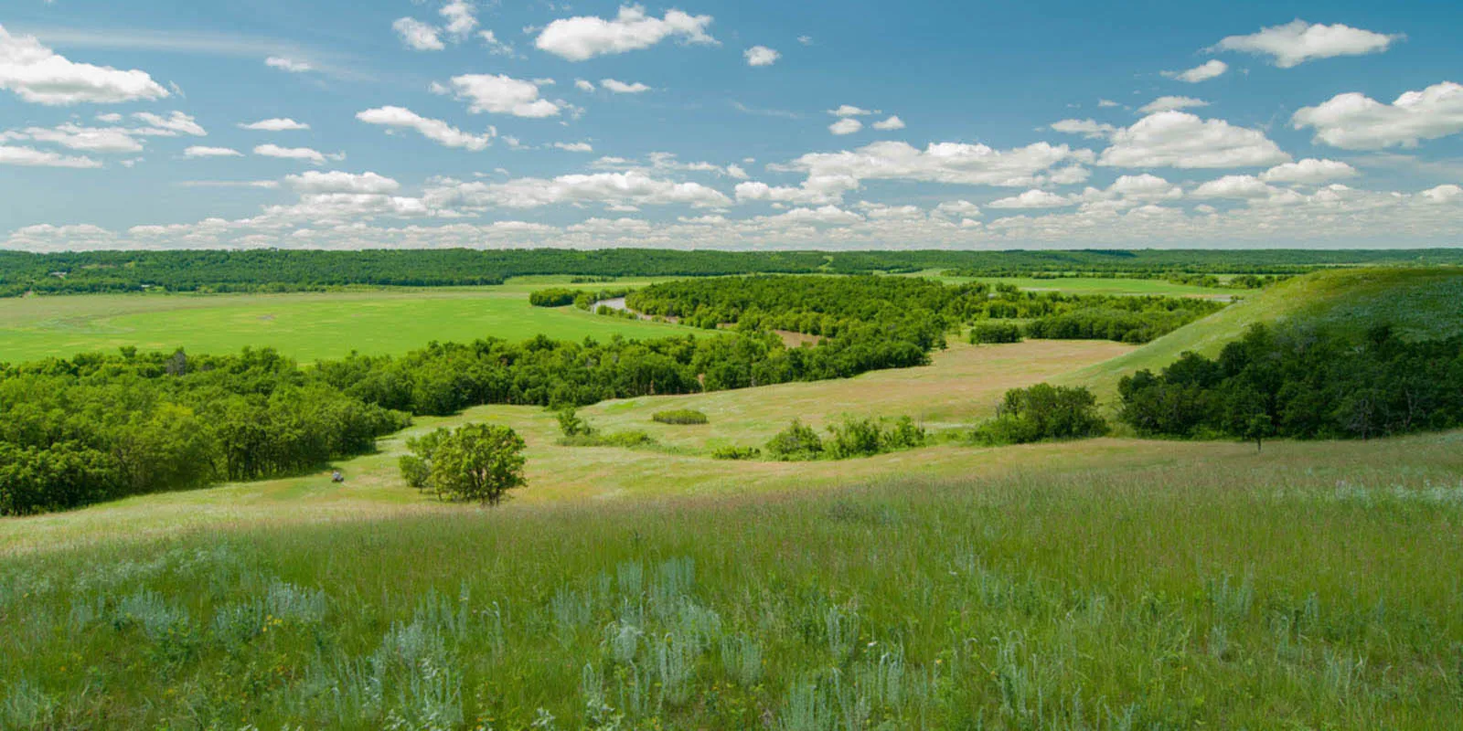 An open, green field