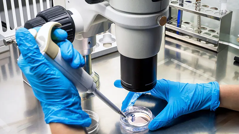 Blue gloved hands working with petri dish under microscope